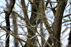 Phoenicurus ochruros