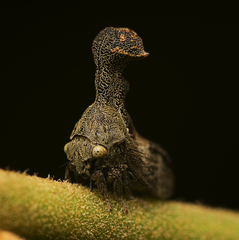 Eutryonia monstrifera