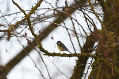 Parus major