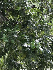 Melicoccus oliviformis