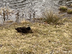 Anas platyrhynchos domesticus