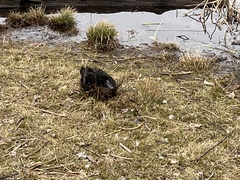 Anas platyrhynchos domesticus