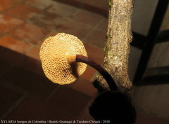 Polyporus guianensis