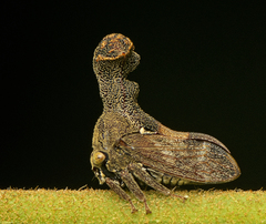 Eutryonia monstrifera