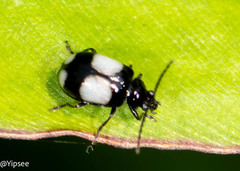 Paridea