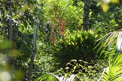 Vriesea philippocoburgi