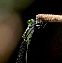 Mecistogaster linearis