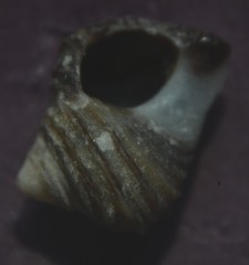 Littorina saxatilis