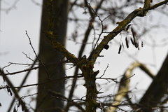 Cyanistes caeruleus