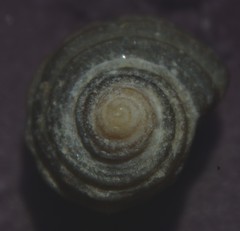 Littorina saxatilis