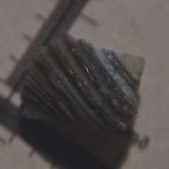 Littorina saxatilis