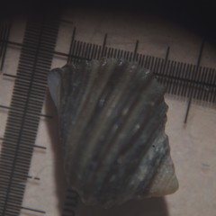 Littorina saxatilis