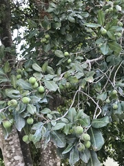 Melicoccus oliviformis