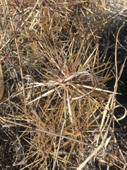 Cylindropuntia davisii