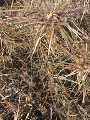 Cylindropuntia davisii