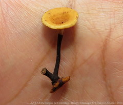 Polyporus guianensis