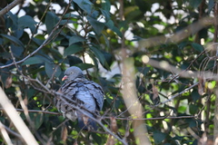 Columba palumbus