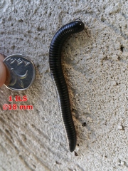 Archispirostreptus syriacus