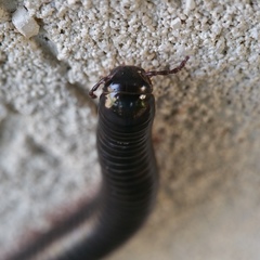 Archispirostreptus syriacus