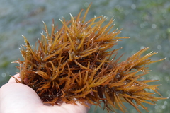 Cryptosiphonia woodii