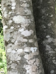 Melicoccus oliviformis