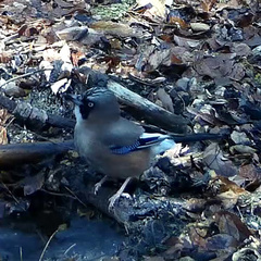 Garrulus glandarius japonicus