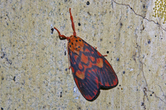Ammatho cuneonotatus