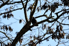 Turdus merula