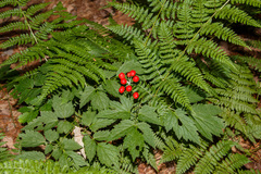 Actaea rubra rubra