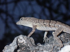 Anolis bonairensis