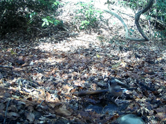 Garrulus glandarius japonicus