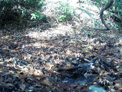 Garrulus glandarius japonicus