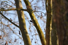 Aegithalos caudatus