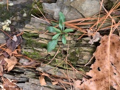 Micranthes virginiensis