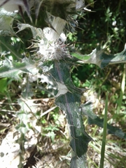 Cirsium occidentale