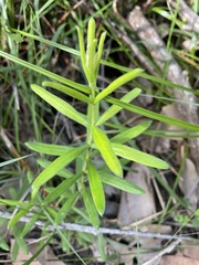 Persoonia mollis