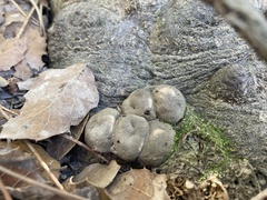 Callirhytis apicalis