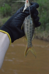 Pimelodus maculatus