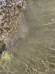 Pisaster ochraceus