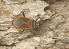 Dindymus circumcinctus