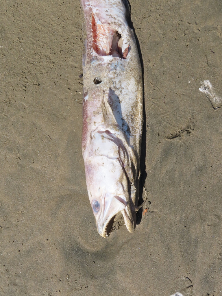 Pink Ling from Pahia 9881, New Zealand on March 12, 2022 at 02:45 PM by ...