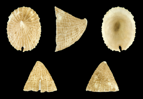 Slit Limpet