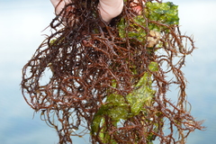 Gracilariaceae