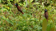 Lonchura atricapilla