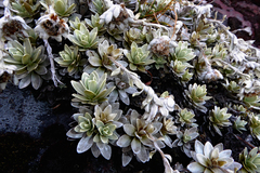 Leucogenes leontopodium