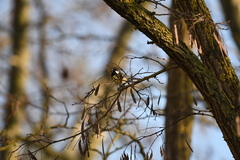 Parus major
