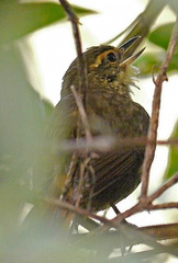 Syndactyla rufosuperciliata