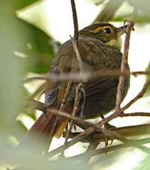 Syndactyla rufosuperciliata
