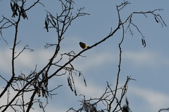 Cyanistes caeruleus