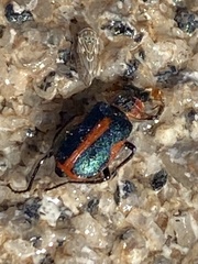 Collops vittatus
